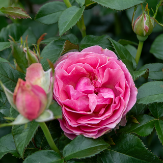All Dressed Up Grandiflora Roses