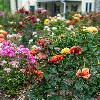 Anna's Promise Grandiflora Rose