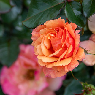 Anna's Promise Grandiflora Rose