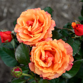 Anna's Promise Grandiflora Rose