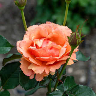 Anna's Promise Grandiflora Rose