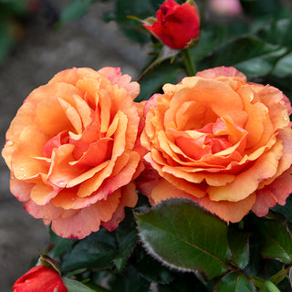 Anna's Promise Grandiflora Rose