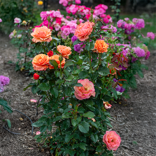 Anna's Promise Grandiflora Rose