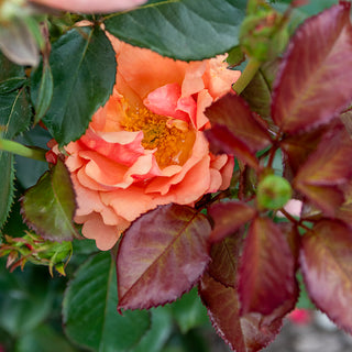 Anna's Promise Grandiflora Rose