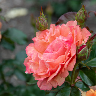 Anna's Promise Grandiflora Rose