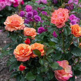 Anna's Promise Grandiflora Rose