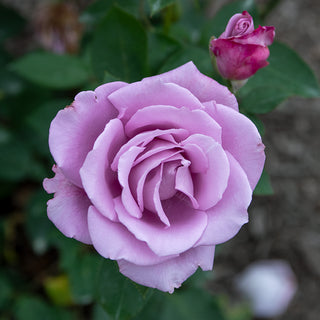 Blue Girl Hybrid Tea Rose