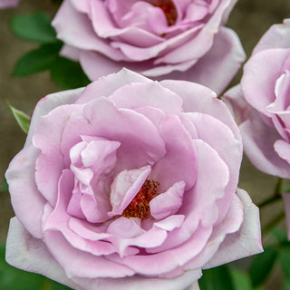 Blue Girl Hybrid Tea Rose