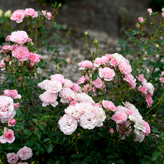 Bonica® Shrub Rose