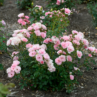 Bonica® Shrub Rose
