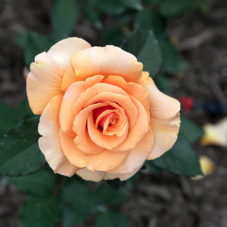Brandy™ Hybrid Tea Rose