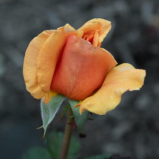 Brandy™ Hybrid Tea Rose
