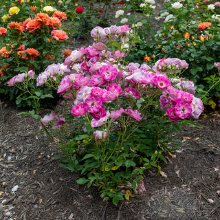 Brilliant Pink Iceberg Floribunda Rose