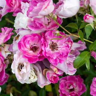 Brilliant Pink Iceberg Floribunda Rose
