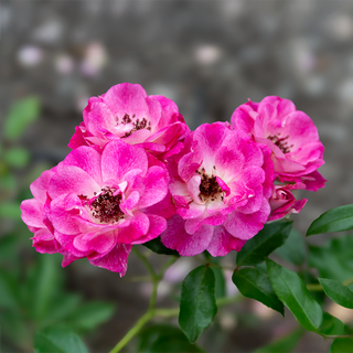 Brilliant Pink Iceberg Floribunda Rose