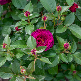 Celestial Night® Floribunda Rose