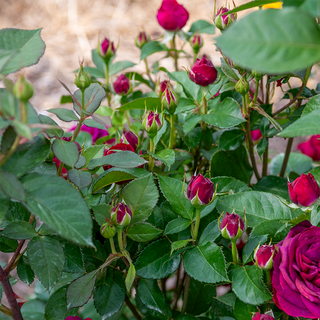 Celestial Night® Floribunda Rose
