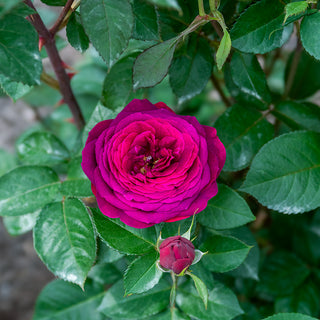 Celestial Night® Floribunda Rose