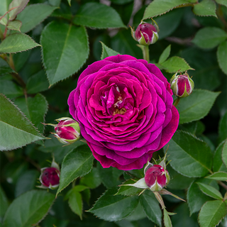 Celestial Night® Floribunda Rose