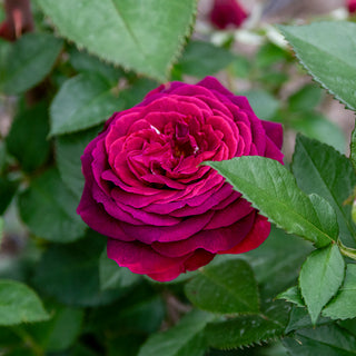 Celestial Night® Floribunda Rose