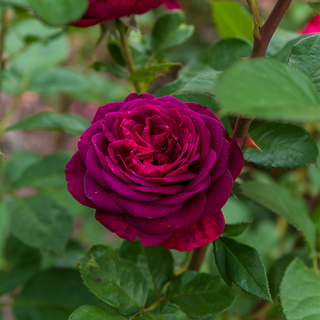 Celestial Night® Floribunda Rose