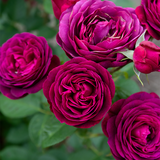 Celestial Night® Floribunda Rose