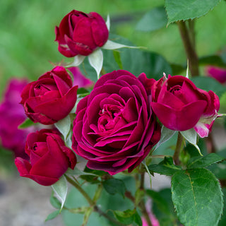 Celestial Night® Floribunda Rose