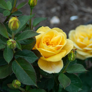 Ch-Ching™ Grandiflora Rose