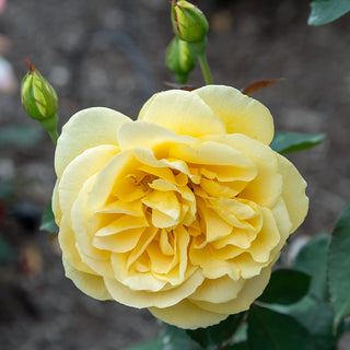 Ch-Ching™ Grandiflora Rose