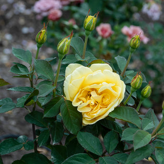 Ch-Ching™ Grandiflora Rose