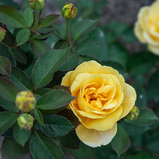 Ch-Ching™ Grandiflora Rose
