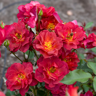 Cinco de Mayo™ Floribunda Rose