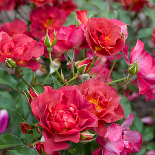 Cinco de Mayo™ Floribunda Rose