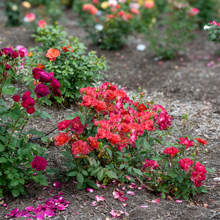 Cinco de Mayo™ Floribunda Rose