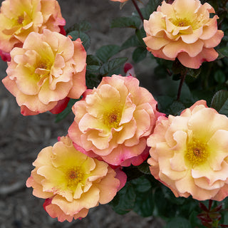 Colorific™ Floribunda Rose