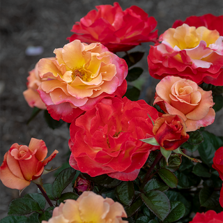 Colorific™ Floribunda Rose