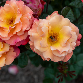 Colorific™ Floribunda Rose