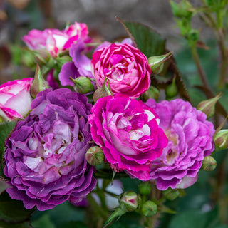 Cosmic Clouds™ Shrub Rose