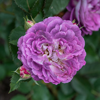 Cosmic Clouds™ Shrub Rose