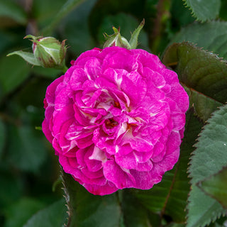 Cosmic Clouds™ Shrub Rose