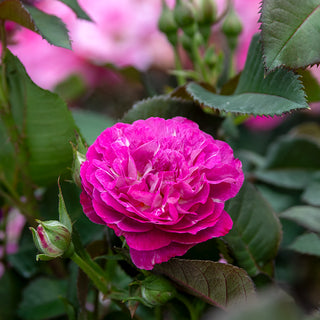 Cosmic Clouds™ Shrub Rose