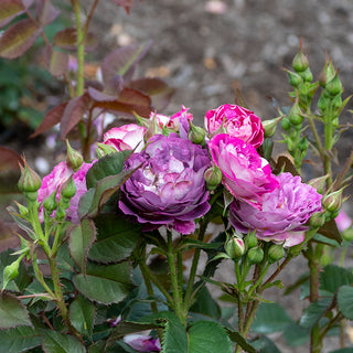 Cosmic Clouds™ Shrub Rose