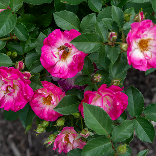 Cupid's Kisses® Climbing Patio  Rose