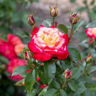 Dick Clark Grandiflora Rose