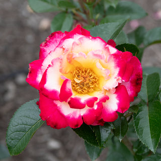 Dick Clark Grandiflora Rose