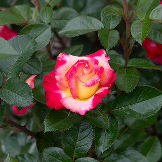Dick Clark Grandiflora Rose