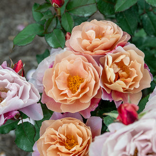 Distant Drums Floribunda Rose