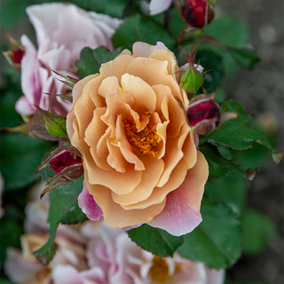 Distant Drums Floribunda Rose