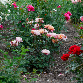 Distant Drums Floribunda Rose