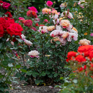 Distant Drums Floribunda Rose